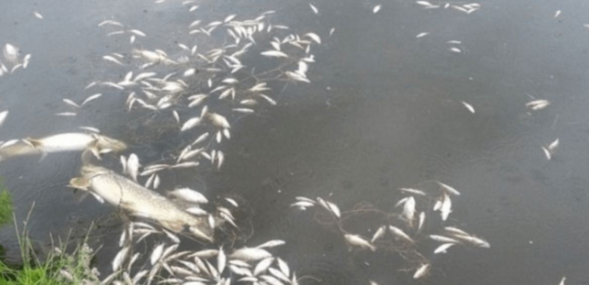 पोखरीका माछा मर्न थालेपछि किसान चिन्तित 